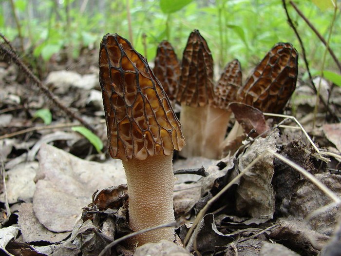 800px-Morchella_angusticeps_38336_resize