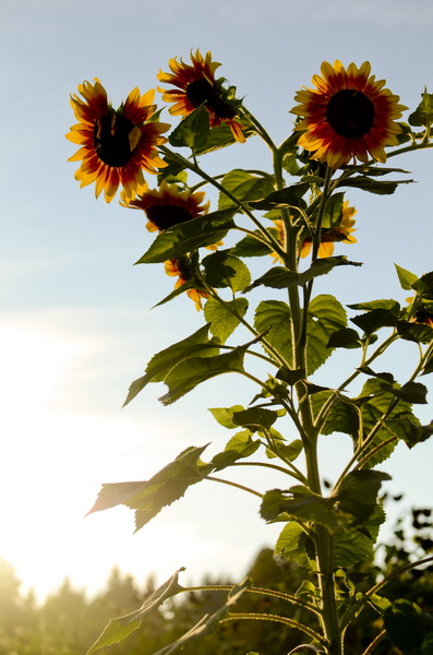 FarmSunflowersSunset2013_resize